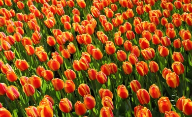 Tureckie korzenie tulipanów