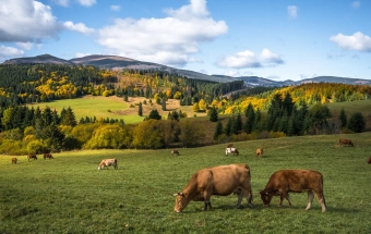 Tatry Niskie