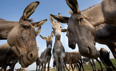 wycieczka Donkey Safari