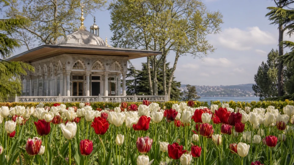Fotorealistyczna ilustracja podróżnicza: Tureckie korzenie tulipanów