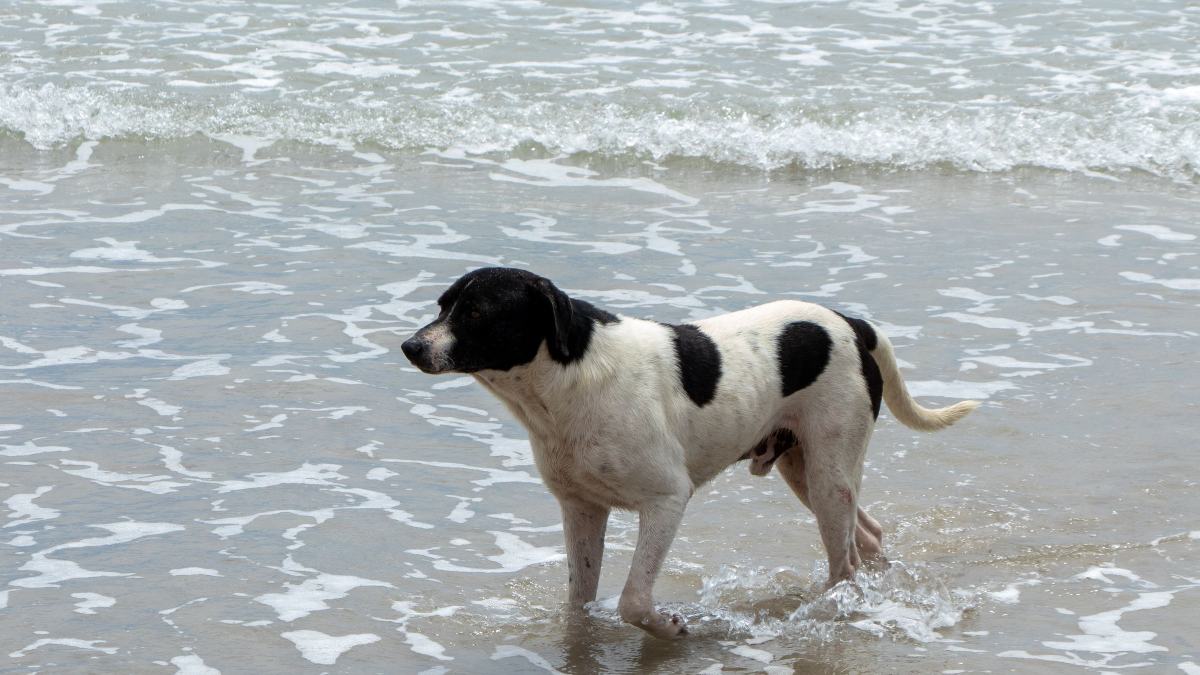 Pies bawiący się w falach na piaszczystej plaży