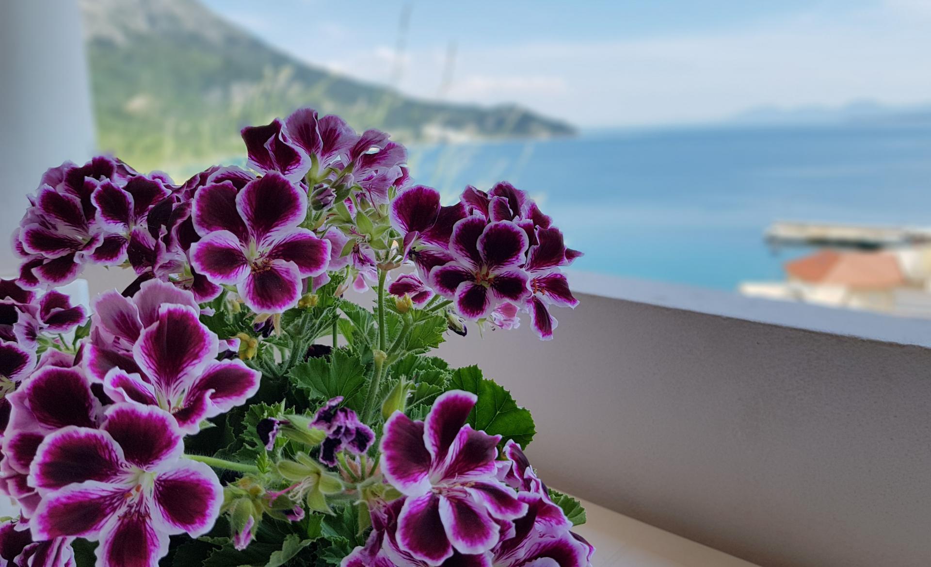 Oferta Pensjonat Mihaljevic – miniaturka 4