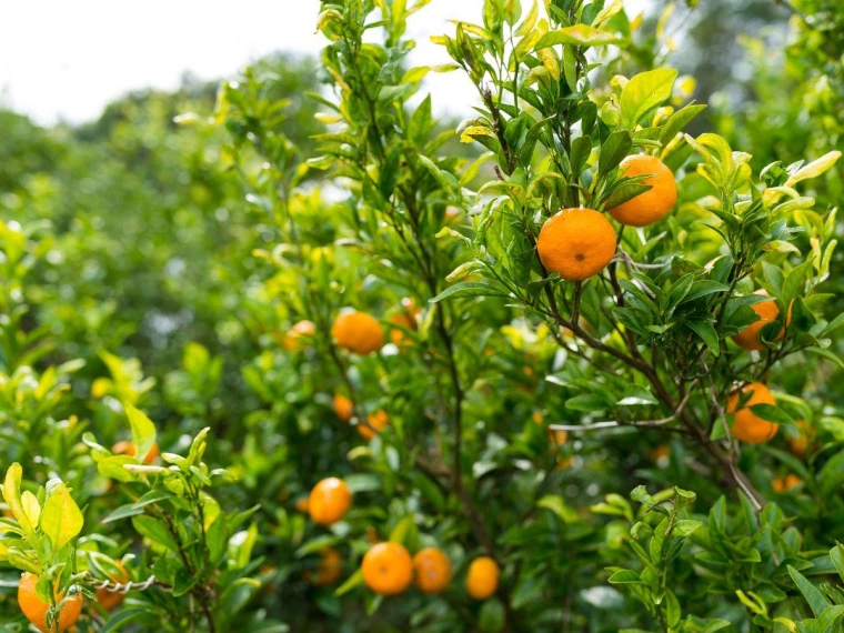 Oferta Adriatycka Mozaika - Bośnia i Chorwacja (edycja mandarynkowa) – zdjęcie 1