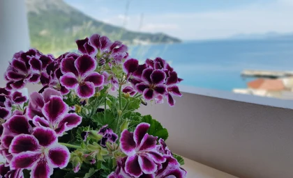 Oferta Pensjonat Mihaljevic – miniaturka 4