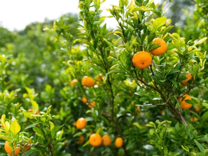 Oferta Adriatycka Mozaika - Bośnia i Chorwacja (edycja mandarynkowa) – miniaturka 1