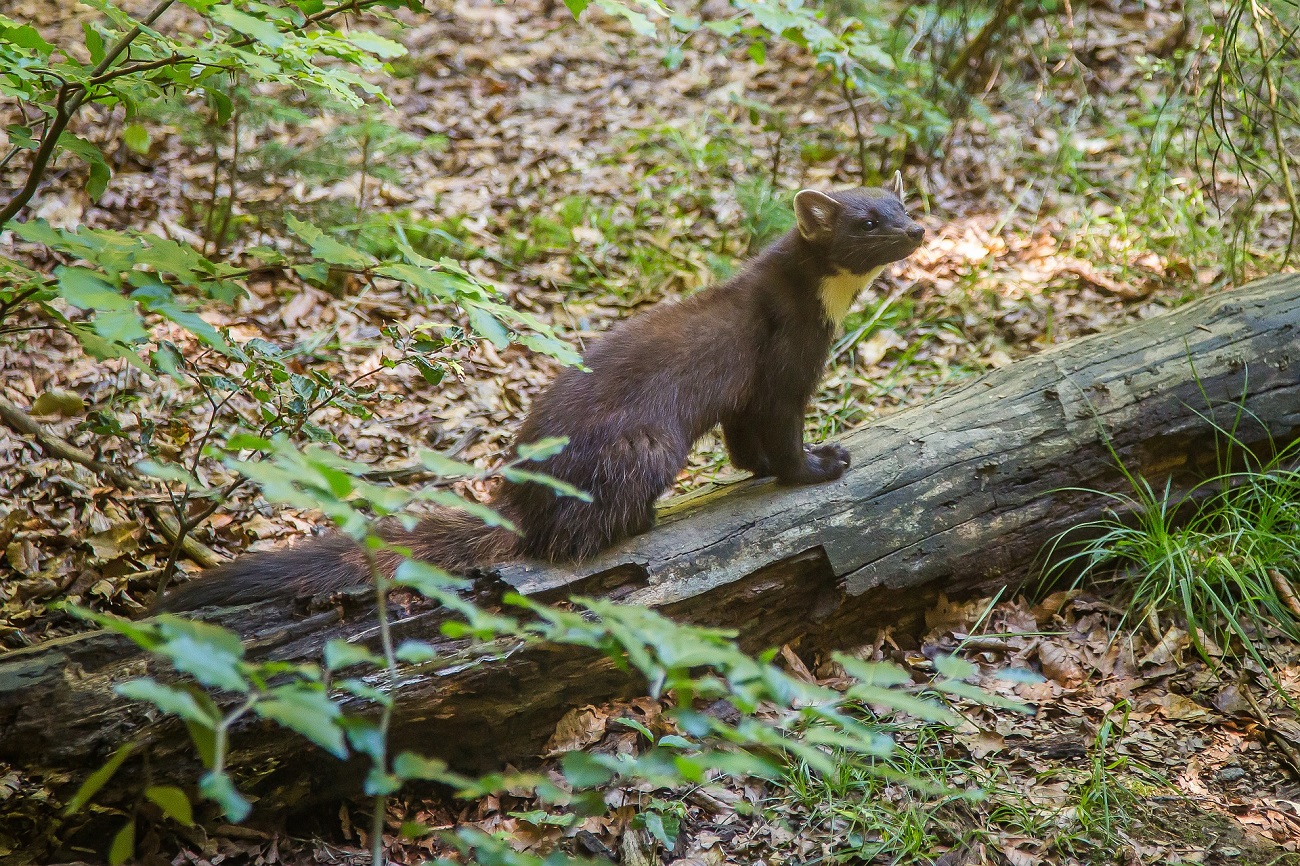 Kuna, Chorwacja, Bałkany, Kuna Chorwacka, Waluta 